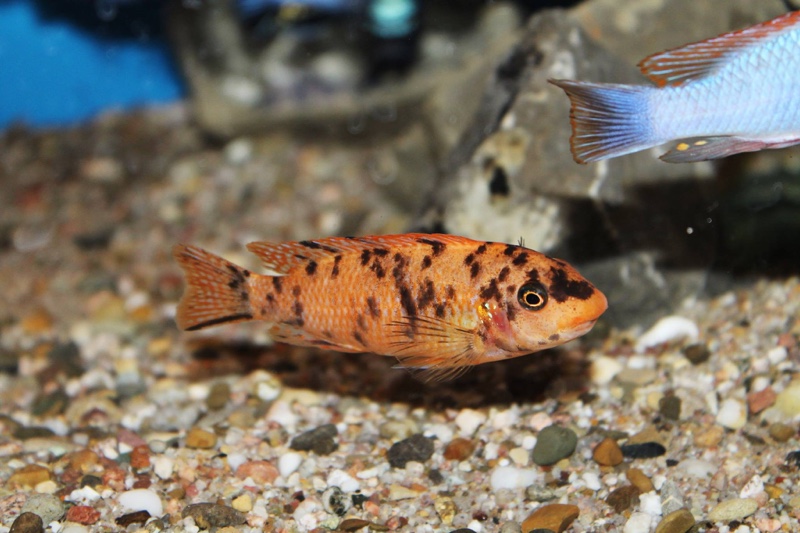 Labeotropheus trewavasae 'Thumbi West Island'